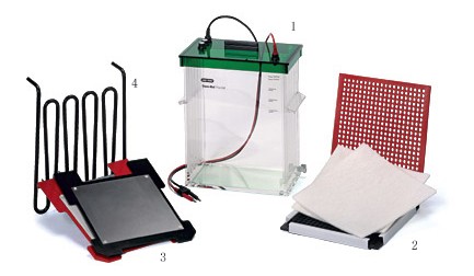 ����Trans-Blot Plus�D(zhu��n)ӡ��